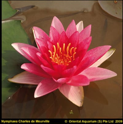 Moerings Nymphaea Charles de Meurville | Waterlelie | In 11CM pot