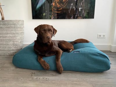 Dog's Companion Hondenkussen / Hondenbed - XS - 55 x 45 cm - Copenhagen Petrol