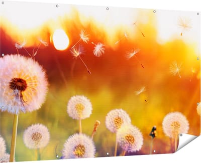 Gards Tuinposter Paardenbloemen tijdens Zonsondergang - 180x120 cm - Tuindoek - Tuindecoratie - Wanddecoratie buiten - Tuinschilderij