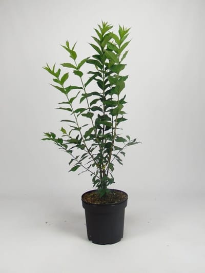 Wilde kardinaalsmuts 80-100 cm (in pot) - Euonymus europaeus - Ø26 cm - inheemse plant - kleurrijke vruchtjes - onderhoudsarm