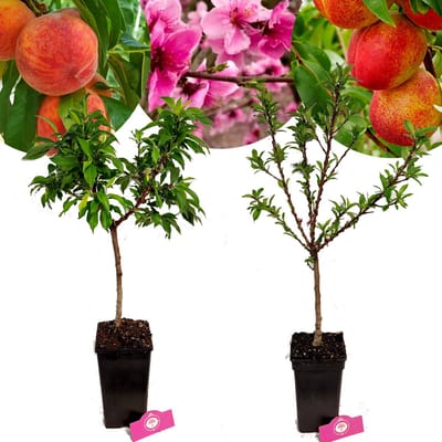 Set Van 2 Dwerg Fruitbomen - 1 Perzik, 1 Nectarine - Exotisch - Hoogte 80cm - 5 Liter Pot - Mix A