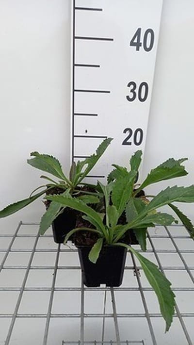 6x Margriet - Leucanthemum (m) 'Wirral Supreme' | 9x9 cm pot