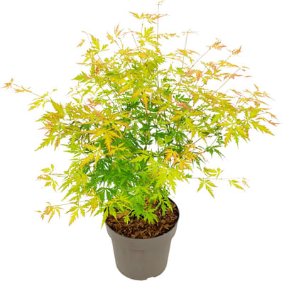 Plant in a Box - Japanese Maple 'Orange Lace' - Japanse Esdoorn Acer boom - Prachtige levendige kleuren - Pot 19 - Hoogte 60-70cm