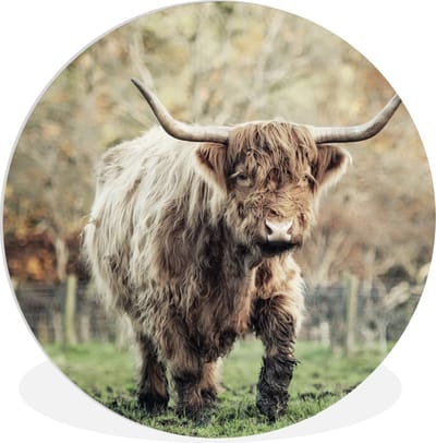 WallCircle® Wandcirkel 30x30 cm - Muurcirkel Schotse Hooglander Stier - Natuur - Herfst - Muurdecoratie woonkamer - Wanddecoratie slaapkamer - Kamer decoratie accessoires - Ronde schilderijen