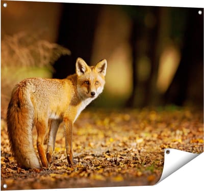 Gards Tuinposter Vos in het Herfstbos - 100x80 cm - Tuindoek - Tuindecoratie - Wanddecoratie buiten - Tuinschilderij