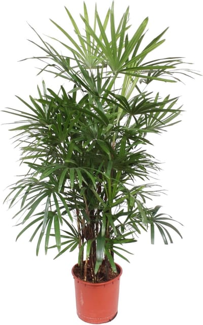 Kamerplant schaduw Rhapis Excelsa | Bamboe Palm | Stokpalm, 1.9 meter hoog, ø34