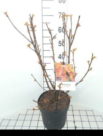 Physocarpus opulif. 'Amber Jubilee'® - Blaasspirea 40- 60 cm in pot