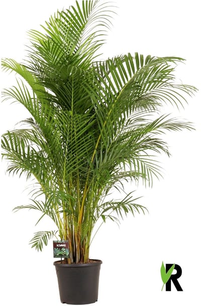 Dypsis lutescens Goudpalm 180 cm – Kamerplant – Vers Van De Kweker – Potmaat Ø35 cm