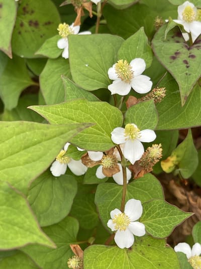 6 x Houttuynia cordata - Leidsplantje , Moerasanemoon | 9x9 cm pot