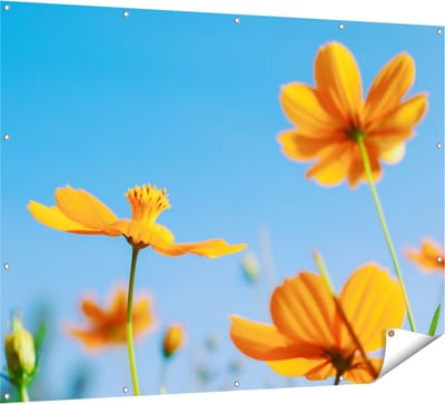 Gards Tuinposter Oranje Cosmea Bloemen - 160x120 cm - Tuindoek - Tuindecoratie - Wanddecoratie buiten - Tuinschilderij