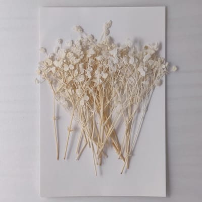Dailygoods- Droogbloemen 10 stuks - Gedroogde Sluierkruid - Decoratieve Bloemen - Knutselen - Bruiloftscadeau - Natuurlijke Decoratie - Geperste Bloemen