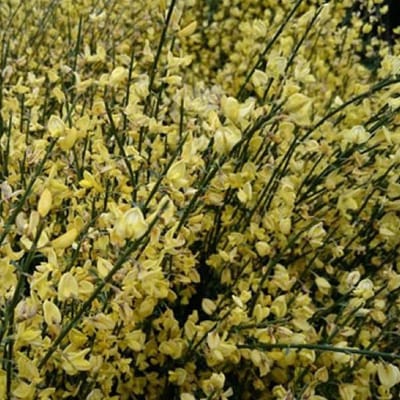 Cytisus Praecox - Brem 40-60 cm in pot