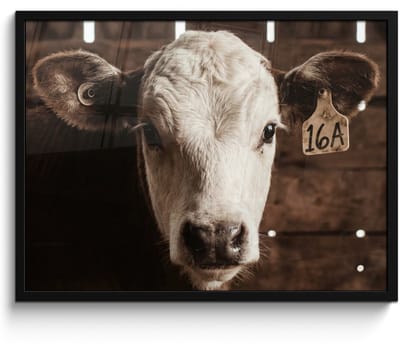 Poster in lijst - Fotolijst 80x60 cm - Posters - Kalf - Oormerk - Houten stal - Posterlijst zwart - Decoratie - Wanddecoratie woonkamer - Muurdecoratie slaapkamer