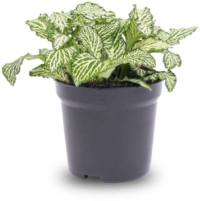 JUNAVERA Fittonia White Tiger mozaïekplant | terrariumplant en kamerplant | 8 cm pot | 10 cm hoog