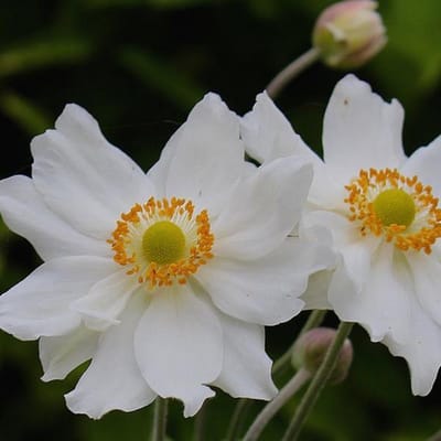 6 x Anemone'Honorine Jobert' - Japanse Anemoon pot 9x9cm