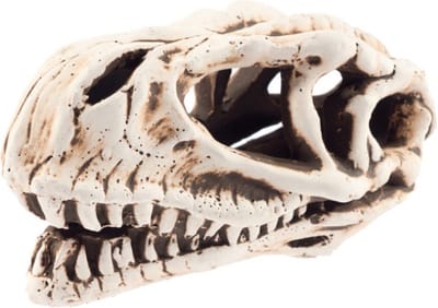 Aquarium ornament - Decoratie aquarium - Dinosaurus schedel - 14 x 7 x 7 cm