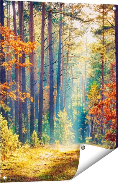 Gards Tuinposter Herfstbos met Zonneschijn - Kleur - 60x80 cm - Tuindoek - Tuindecoratie - Wanddecoratie buiten - Tuinschilderij