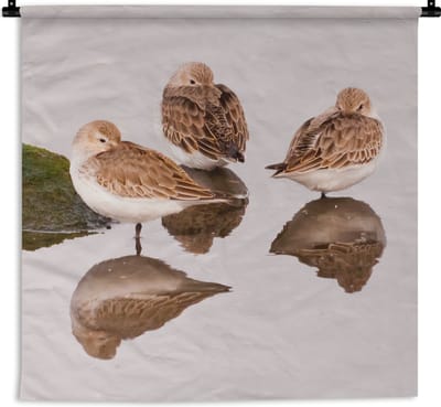 Wandkleed Bonte strandloper - Drie bonte strandlopers bij het moeras Wandkleed katoen 150x150 cm - Wandtapijt met foto