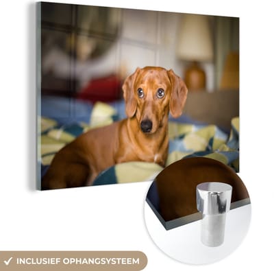 ® Glasschilderij 180x120 cm - Schilderij acrylglas - Teckel die op een bed ligt - Foto op glas - Muurdecoratie woonkamer - Wanddecoratie slaapkamer - Schilderijen