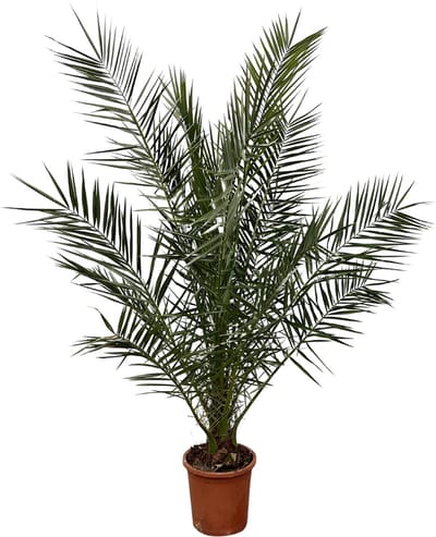 Canarische dadelpalm (Phoenix Canariensis), ongeveer 170 cm hoog