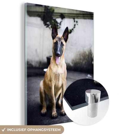 ® Glasschilderij 120x160 cm - Schilderij acrylglas - Een schattige Mechelse herder poseert voor de camera - Foto op glas - Muurdecoratie woonkamer - Wanddecoratie slaapkamer - Schilderijen