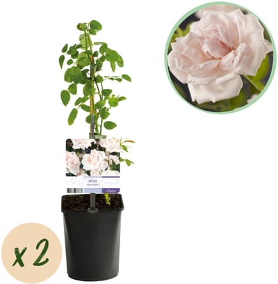 Plantenboetiek.nl | Klimroos - Rosa New Dawn - Bloem Licht roze - Weinig onderhoud - 2 planten - Ø10cm - 30-40cm hoog - Tuinplant
