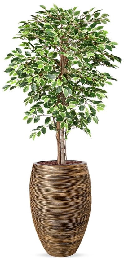 Kunstplant Ficus bont in Vaas elegant Deluxe Rib zwartgoud H200 cm