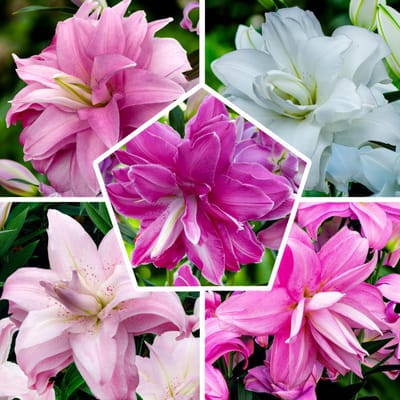Lelie Bloembollen Winterhard - Oriental Lelie Lilium Lotus - 10 stuks - Meerkleurig - Bloem bollen Mix Meerjarig - Leliebollen