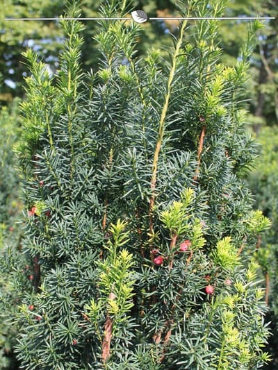 Venijnboom Taxus media Hicksii 40-50 cm, 20x Haagplant