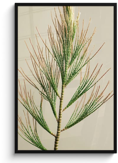 Poster in lijst - Fotolijst 80x120 cm - Posters - Dennentak - Naaldvormige bladeren - Lichtgroen - Posterlijst zwart - Decoratie - Wanddecoratie woonkamer - Muurdecoratie slaapkamer