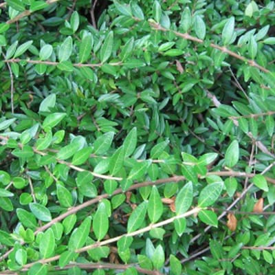 24 x Kamperfoelie - Lonicera pileata pot 9x9cm, voor 3m² : De groenblijvende haagmirte met sierlijke bloemen en paarse bessen.