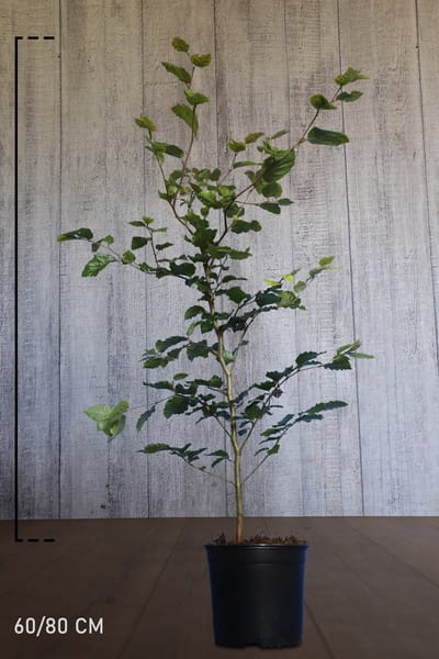 Plants Online - Haagplanten - Heesters - Groene beuk - Pot 60-80 cm - set van 10 - Bladverliezend - Populair bij vogels - Prachtige herfstkleur - Snelle groeier