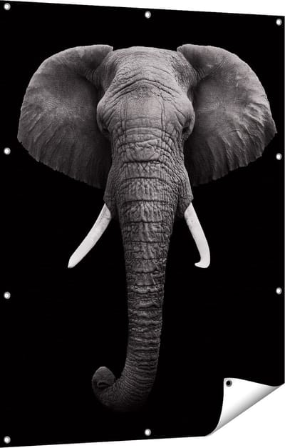 Gards Tuinposter Olifantenkop - Olifant - Zwart Wit - 90x120 cm - Tuindoek - Tuindecoratie - Wanddecoratie buiten - Tuinschilderij