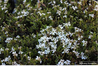 6 x Iberis Sempervirens 'Weisser Zwerg' - Scheefkelk pot 9x9cm - Wit