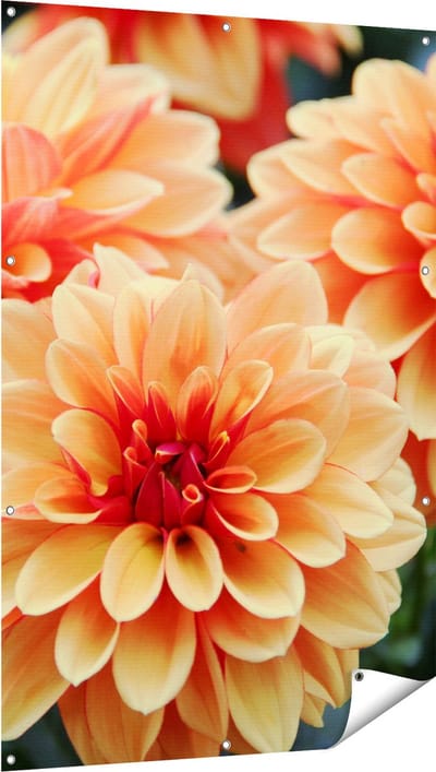 Gards Tuinposter Oranje Dahlia Bloemen - 100x150 cm - Tuindoek - Tuindecoratie - Wanddecoratie buiten - Tuinschilderij