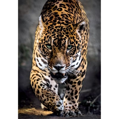 Clementoni - Puzzel - 1000 Stukjes - Walk of the Jaguar - Puzzel Voor Volwassenen - High Quality Collection
