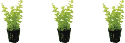 Levende aquariumplant - lysimachia nummuralia - 5 cm pot per 3 stuks