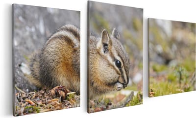 Artaza Canvas Schilderij Drieluik Eekhoorn op het Gras tussen de Bladeren - 120x60 - Foto Op Canvas - Canvas Print