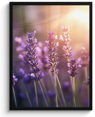Poster in lijst - Fotolijst 50x70 cm - Posters - Lavendelbloemen - Paars - Zonlicht - Posterlijst zwart - Decoratie - Wanddecoratie woonkamer - Muurdecoratie slaapkamer