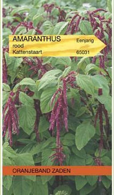 Amaranthus, Kattenstaart rood