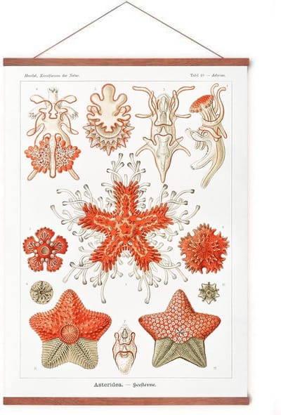 Poster In Posterhanger - Asteridea - Kader Hout - Vintage - Ernst Haeckel - Dieren - 70x50 cm - Ophangsysteem
