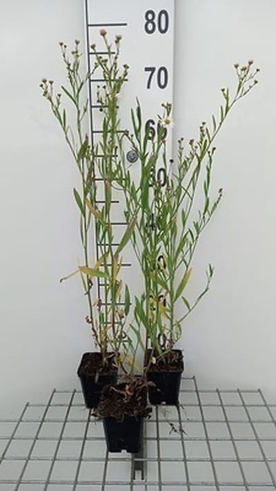 6x Schijnaster - Boltonia asteroides 'Snowbank' | 9x9 cm pot