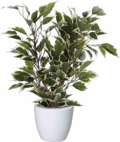 Mica Decorations Ficus kunstplant - groen/wit - 40 cm - met plantenpot - wit - keramiek - D13.5 en H12.5 cm
