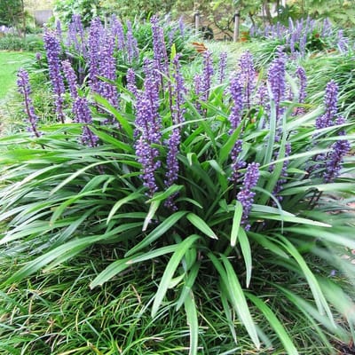 25 x Leliegras - Wintergroen Siergras - Liriope muscari in 9x9cm pot met hoogte 5-10cm