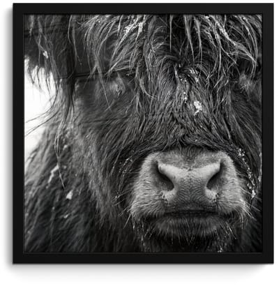 Poster in lijst - Fotolijst 40x40 cm - Posters - Schotse hooglander - Zwart - Wit - Sneeuwvlokken - Posterlijst zwart - Decoratie - Wanddecoratie woonkamer - Muurdecoratie slaapkamer