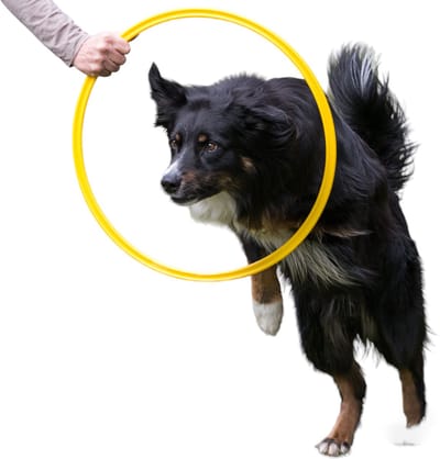 De-Tail Agility Ring Geel 60 cm