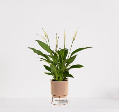 Spathiphyllum in sierpot Emma Taupe – witte kamerplant – luchtzuiverende lepelplant - 35-50cm - Ø13 – geleverd met plantenpot – vers uit de kwekerij