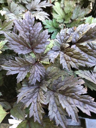 6 x Actaea 'Chocoholic' - Zilverkaars - P9 Pot (9 x 9cm) - Dima Vaste Planten