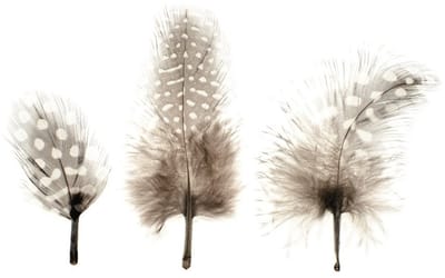 60x Natuurlijke parelhoen veren - Knutselen met natuurproducten - Creatief/hobby/decoratie materiaal
