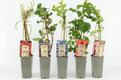 Fruitplanten Superfood mix - set van 5 verschillende soorten Superfood fruit - hoogte 30-40 cm